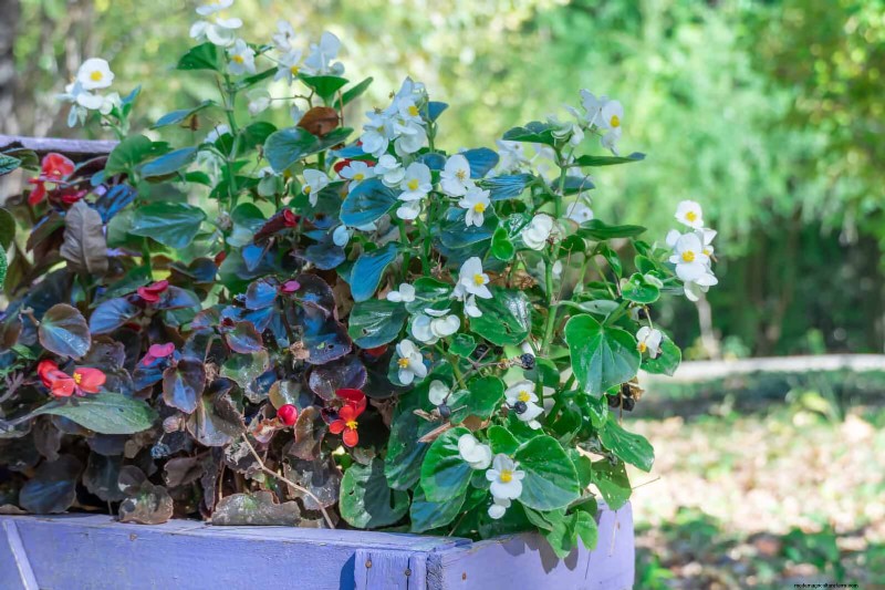 25 Best Last-Minute Annuals for a Colorful Late-Season Garden Refresh