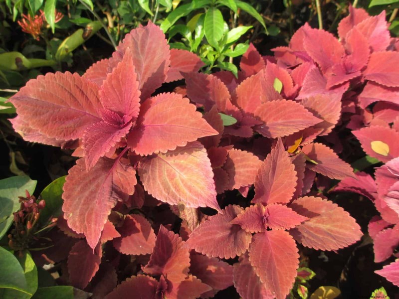 25 Best Last-Minute Annuals for a Colorful Late-Season Garden Refresh