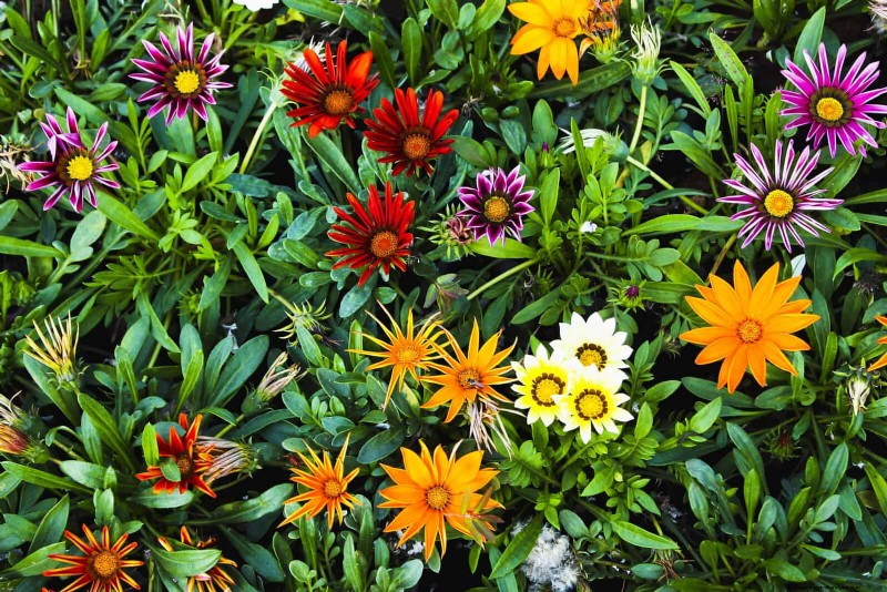 25 Best Last-Minute Annuals for a Colorful Late-Season Garden Refresh