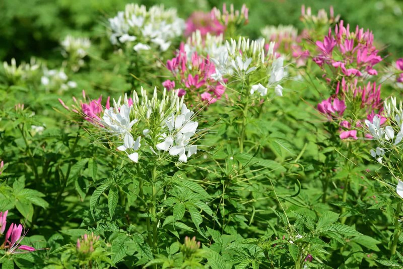25 Best Last-Minute Annuals for a Colorful Late-Season Garden Refresh