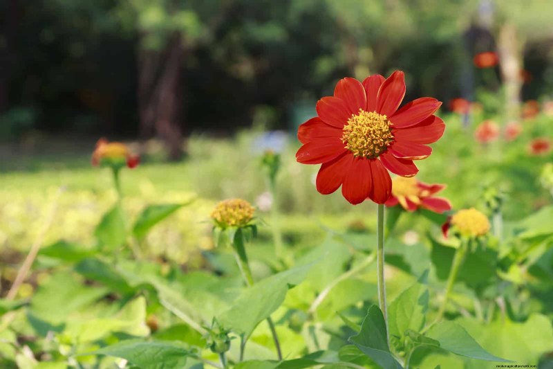 25 Best Last-Minute Annuals for a Colorful Late-Season Garden Refresh