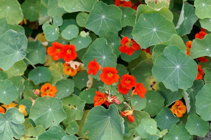 25 Best Last-Minute Annuals for a Colorful Late-Season Garden Refresh