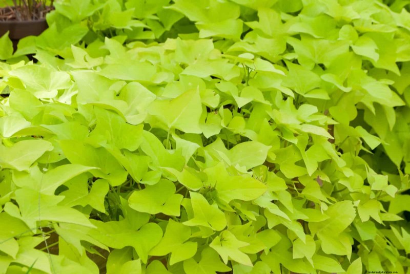 25 Best Last-Minute Annuals for a Colorful Late-Season Garden Refresh