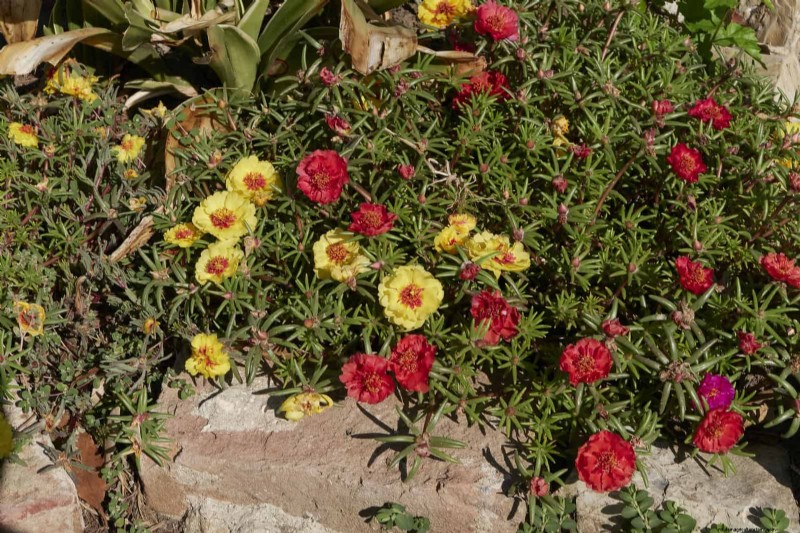 25 Best Last-Minute Annuals for a Colorful Late-Season Garden Refresh