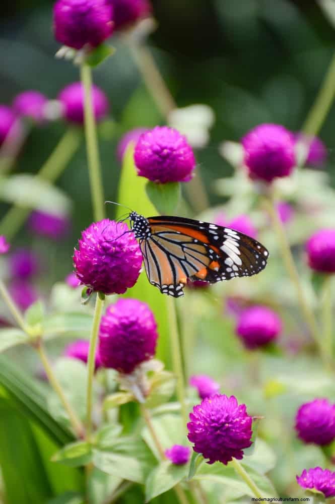 25 Best Last-Minute Annuals for a Colorful Late-Season Garden Refresh