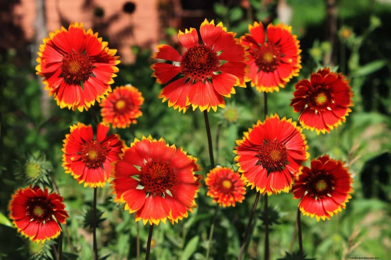 25 Best Last-Minute Annuals for a Colorful Late-Season Garden Refresh