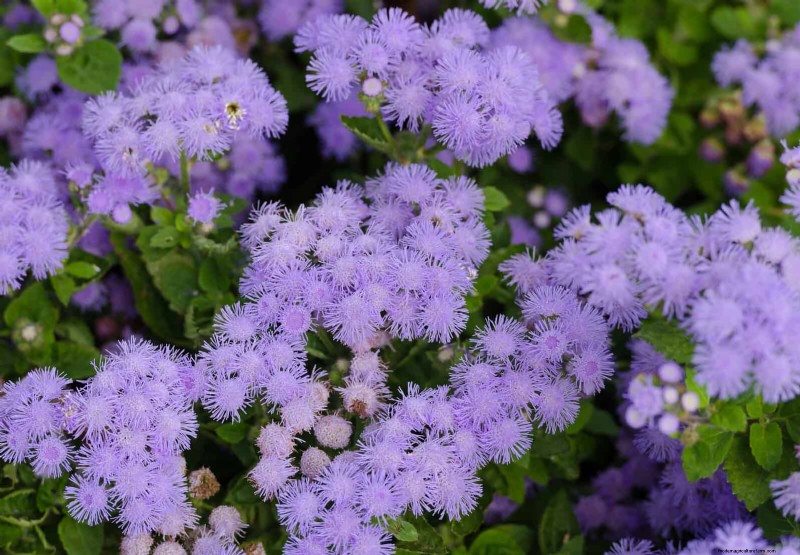25 Best Last-Minute Annuals for a Colorful Late-Season Garden Refresh