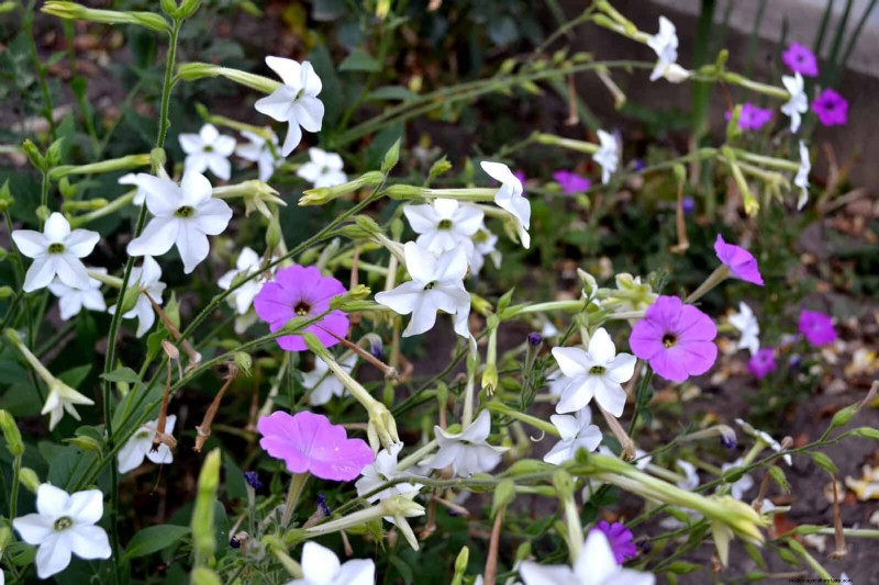 25 Best Last-Minute Annuals for a Colorful Late-Season Garden Refresh