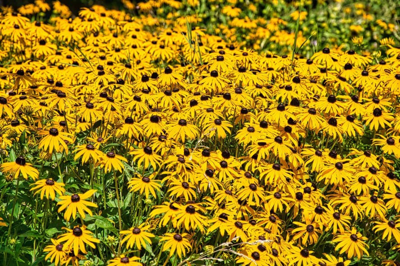 25 Best Last-Minute Annuals for a Colorful Late-Season Garden Refresh