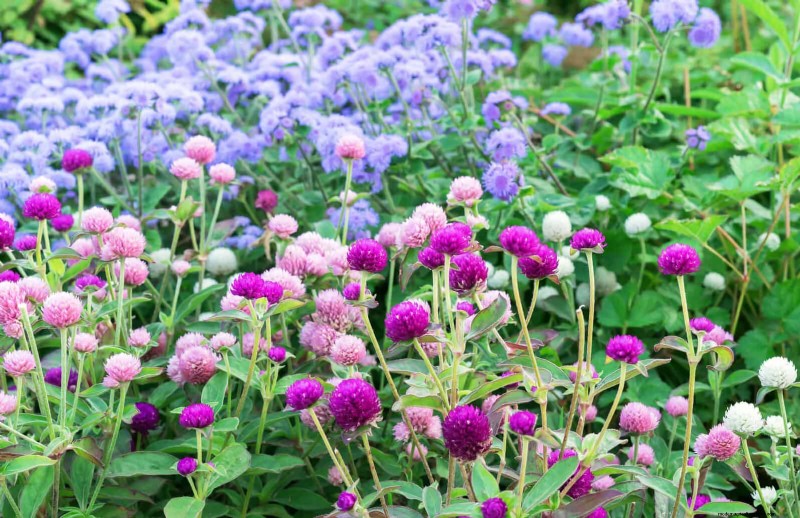 25 Best Last-Minute Annuals for a Colorful Late-Season Garden Refresh
