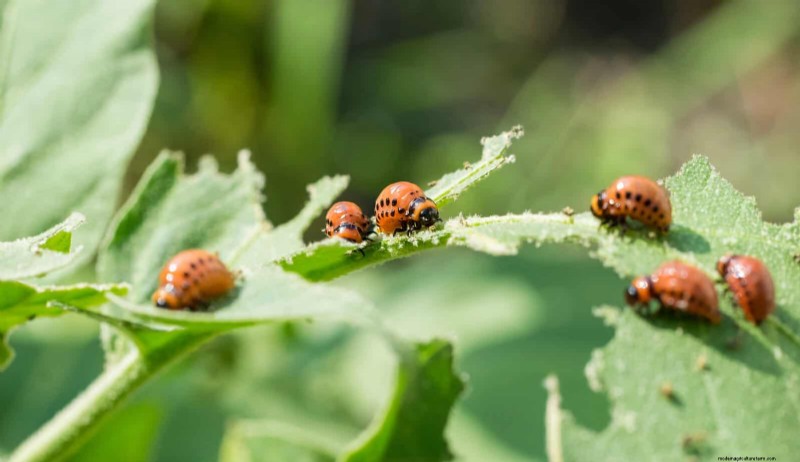 Heat-Loving Garden Pests: Identification & Natural Control