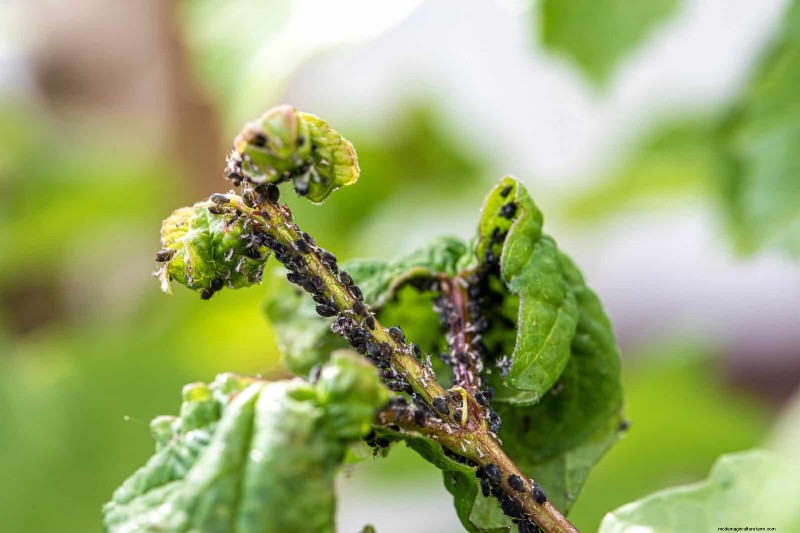 Heat-Loving Garden Pests: Identification & Natural Control