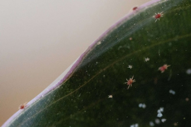 Heat-Loving Garden Pests: Identification & Natural Control