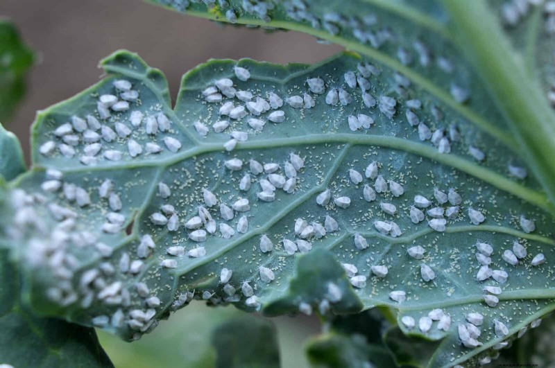 Heat-Loving Garden Pests: Identification & Natural Control