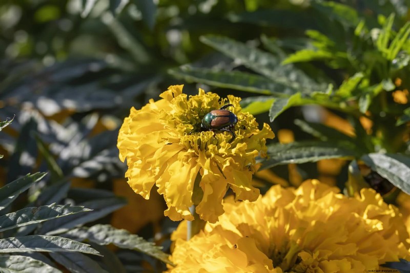 Heat-Loving Garden Pests: Identification & Natural Control