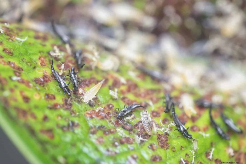 Heat-Loving Garden Pests: Identification & Natural Control