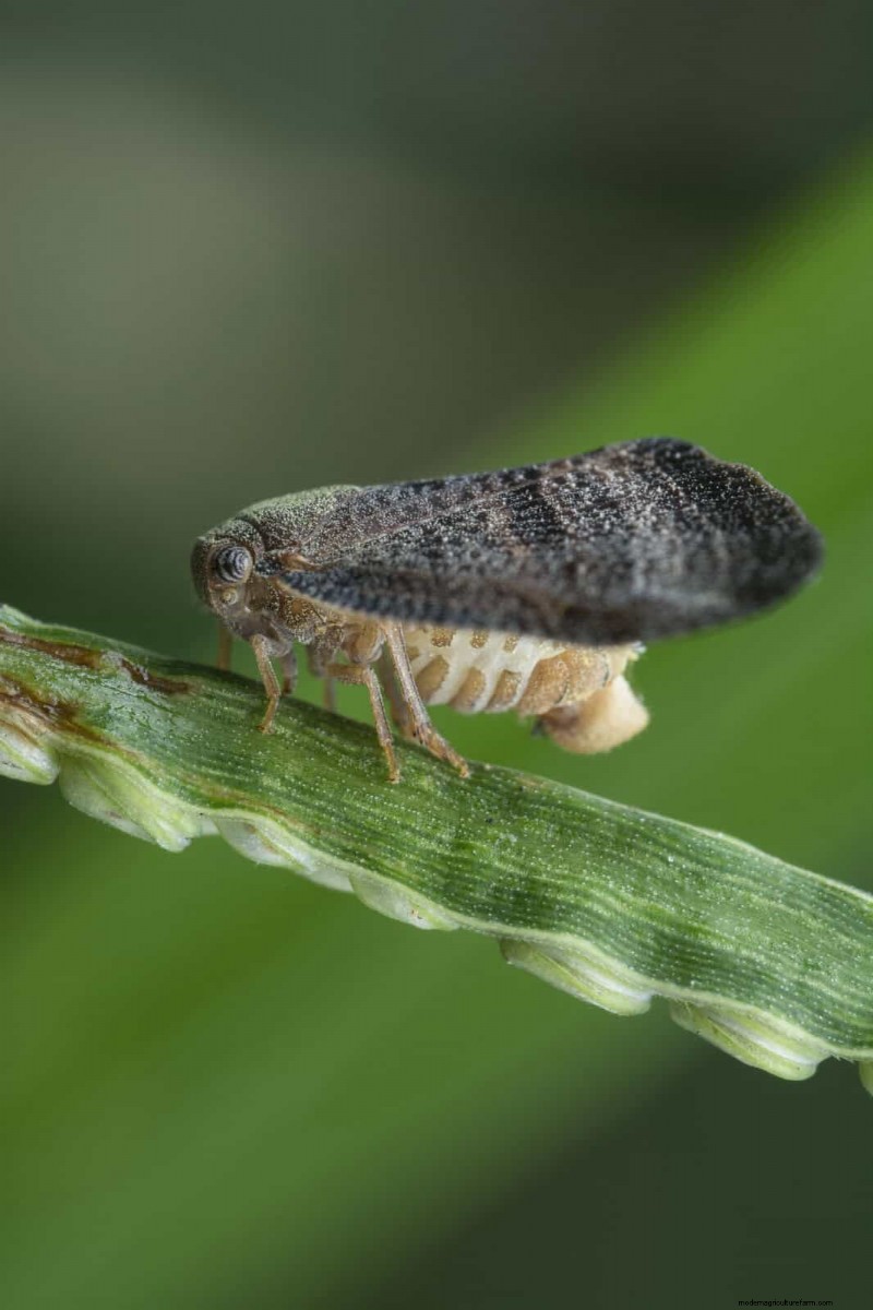 Heat-Loving Garden Pests: Identification & Natural Control