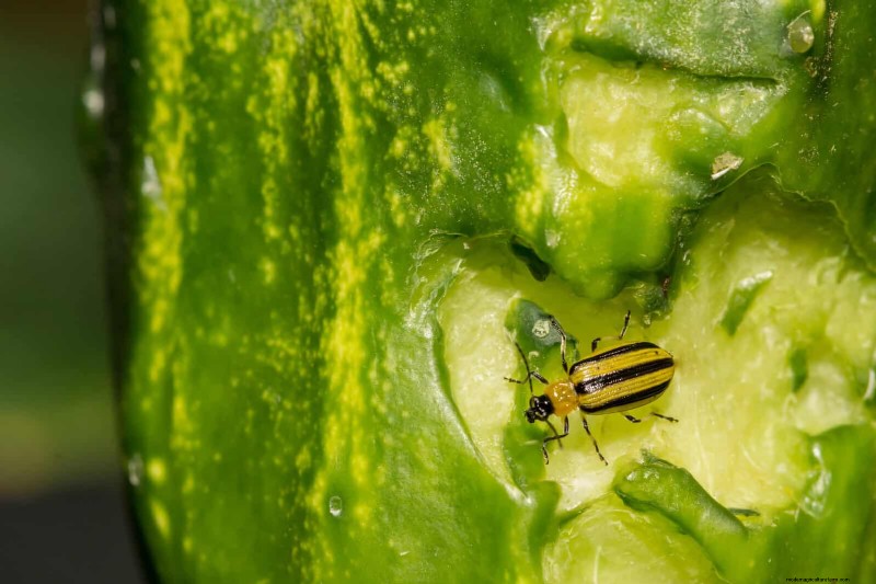 Heat-Loving Garden Pests: Identification & Natural Control