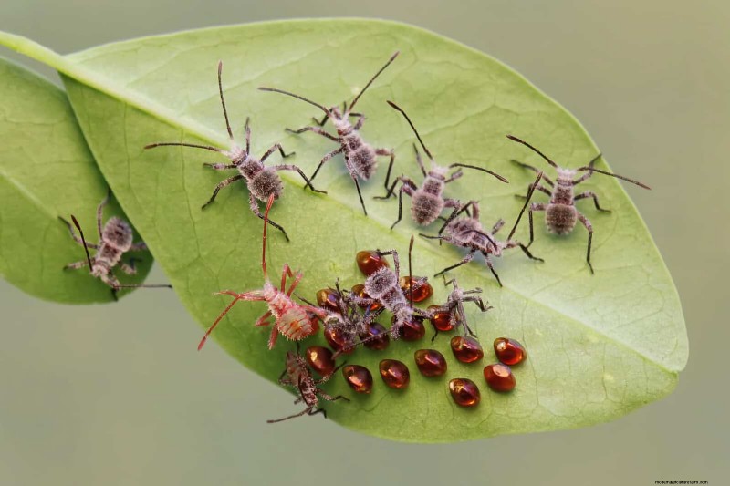 Heat-Loving Garden Pests: Identification & Natural Control
