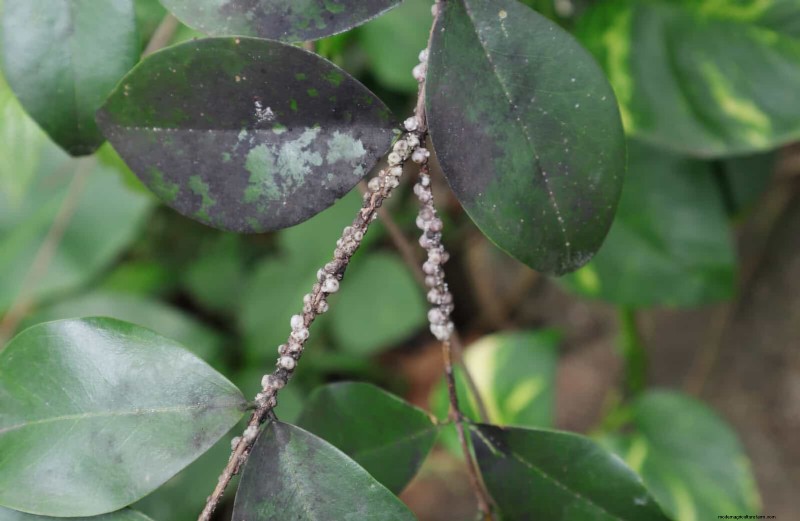 Heat-Loving Garden Pests: Identification & Natural Control