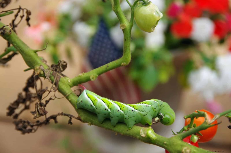 Heat-Loving Garden Pests: Identification & Natural Control