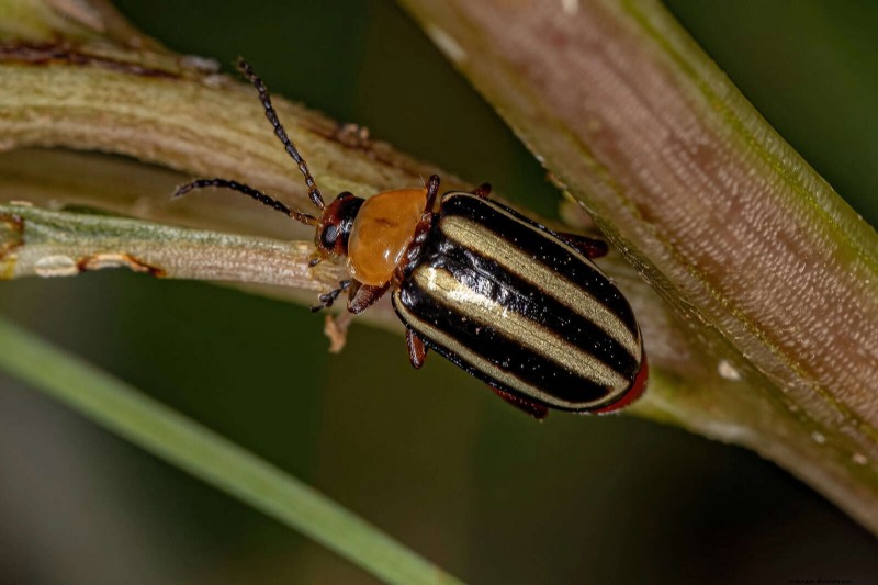 Heat-Loving Garden Pests: Identification & Natural Control