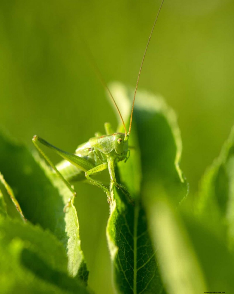 Heat-Loving Garden Pests: Identification & Natural Control