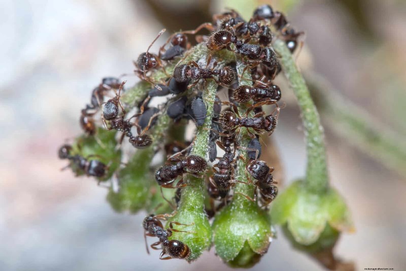 Heat-Loving Garden Pests: Identification & Natural Control
