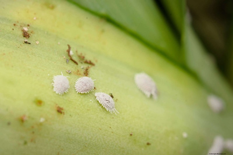 Heat-Loving Garden Pests: Identification & Natural Control