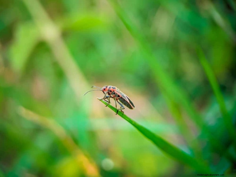 Heat-Loving Garden Pests: Identification & Natural Control
