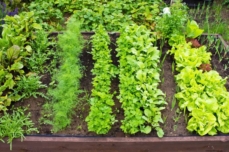 Heat-Loving Garden Pests: Identification & Natural Control