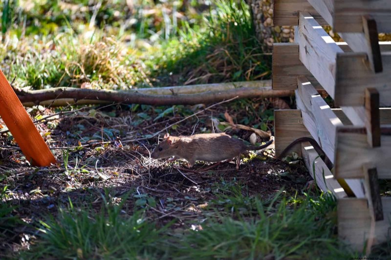 Backyard Composting Laws: Is It Legal in Your Area?