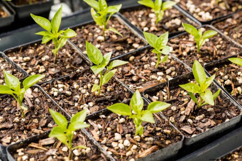 Fall Garden Planning: Your Guide to a Bountiful Autumn Harvest