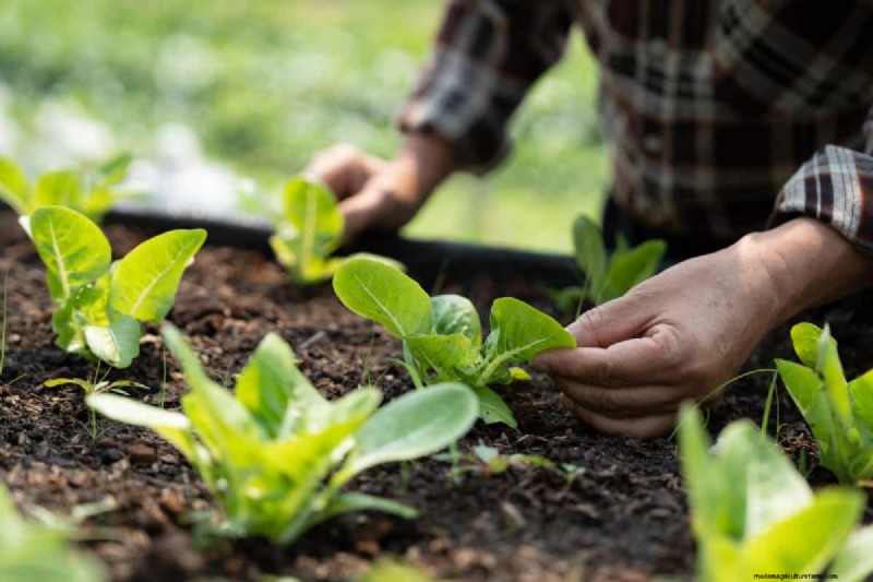 Fall Garden Planning: Your Guide to a Bountiful Autumn Harvest