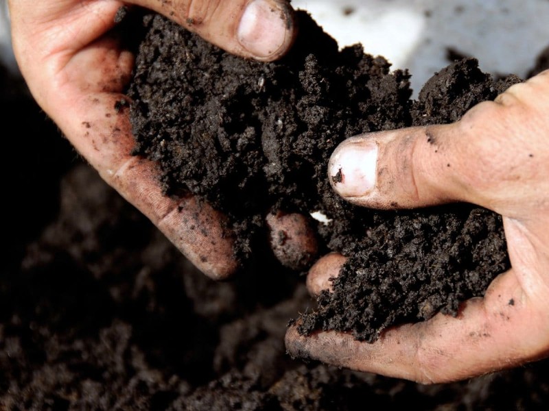 Fall Garden Planning: Your Guide to a Bountiful Autumn Harvest