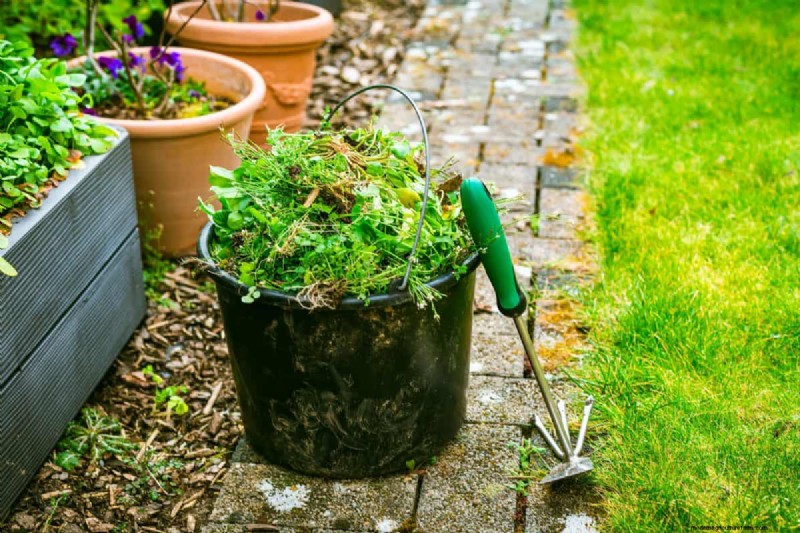 Fall Garden Planning: Your Guide to a Bountiful Autumn Harvest