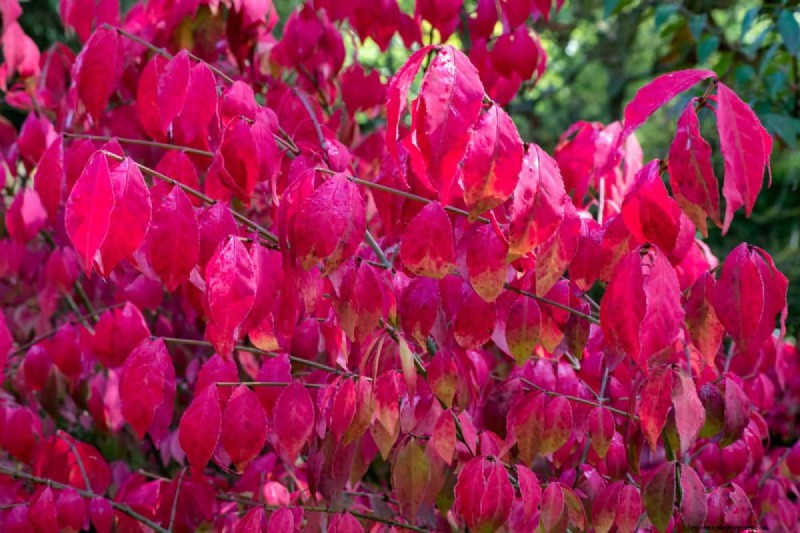 Fall Garden Planning: Your Guide to a Bountiful Autumn Harvest