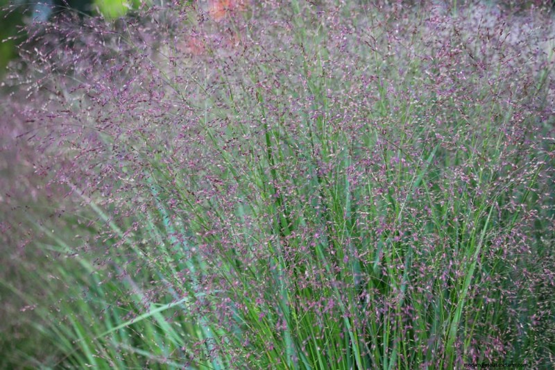 Fall Garden Planning: Your Guide to a Bountiful Autumn Harvest
