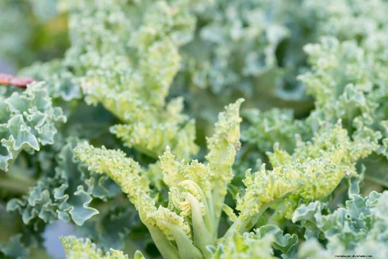 Fall Garden Planning: Your Guide to a Bountiful Autumn Harvest