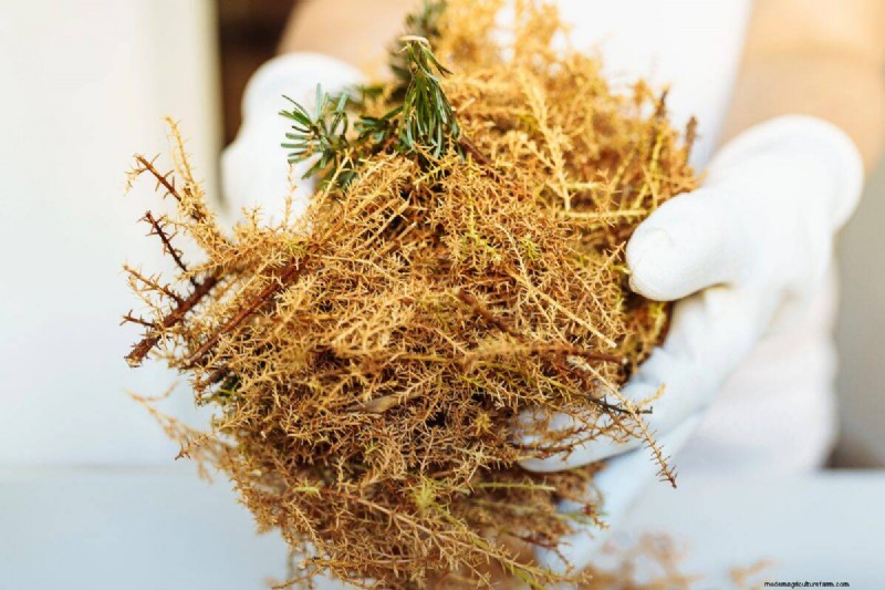 Fall Garden Planning: Your Guide to a Bountiful Autumn Harvest