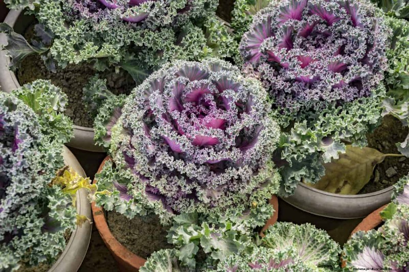 Fall Garden Planning: Your Guide to a Bountiful Autumn Harvest