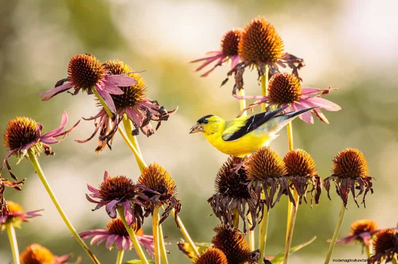 Fall Garden Planning: Your Guide to a Bountiful Autumn Harvest