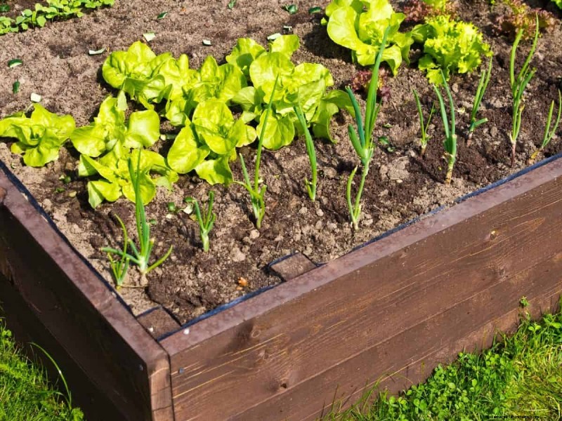 Fall Garden Planning: Your Guide to a Bountiful Autumn Harvest