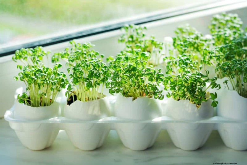 Creative Garden Hacks: 15 Recycled Items for a Sustainable Garden