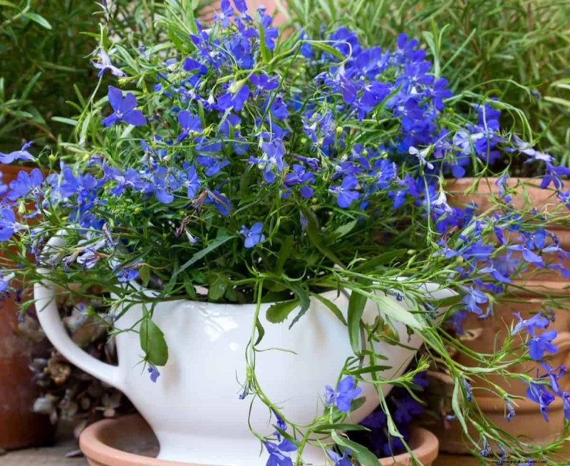 Creative Garden Hacks: 15 Recycled Items for a Sustainable Garden