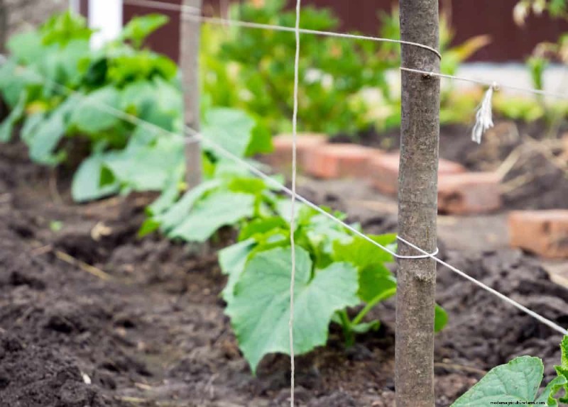 Creative Garden Hacks: 15 Recycled Items for a Sustainable Garden