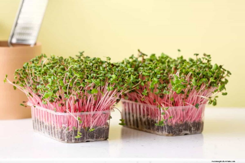 Creative Garden Hacks: 15 Recycled Items for a Sustainable Garden