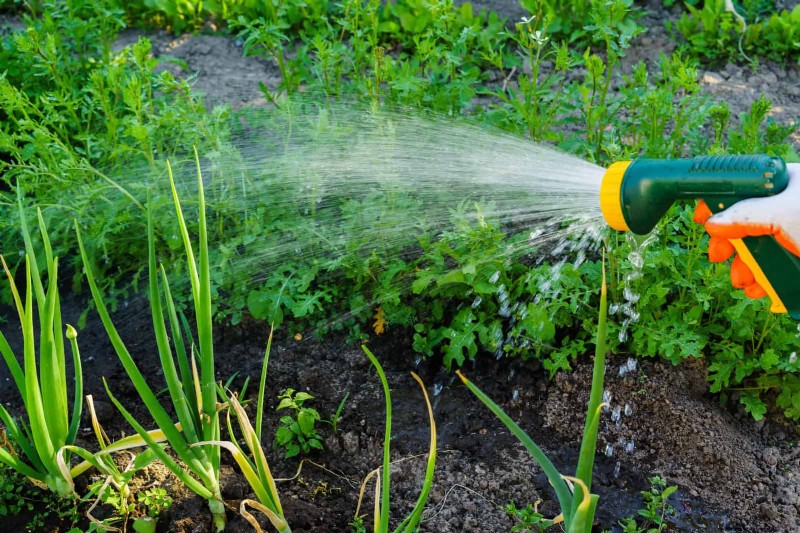 Save Water & Money: 9 Common Watering Mistakes to Avoid