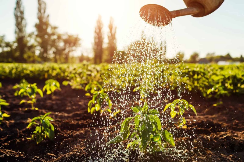Save Water & Money: 9 Common Watering Mistakes to Avoid