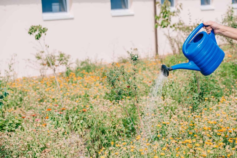 Save Water & Money: 9 Common Watering Mistakes to Avoid